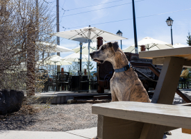 pet friendly restaurant